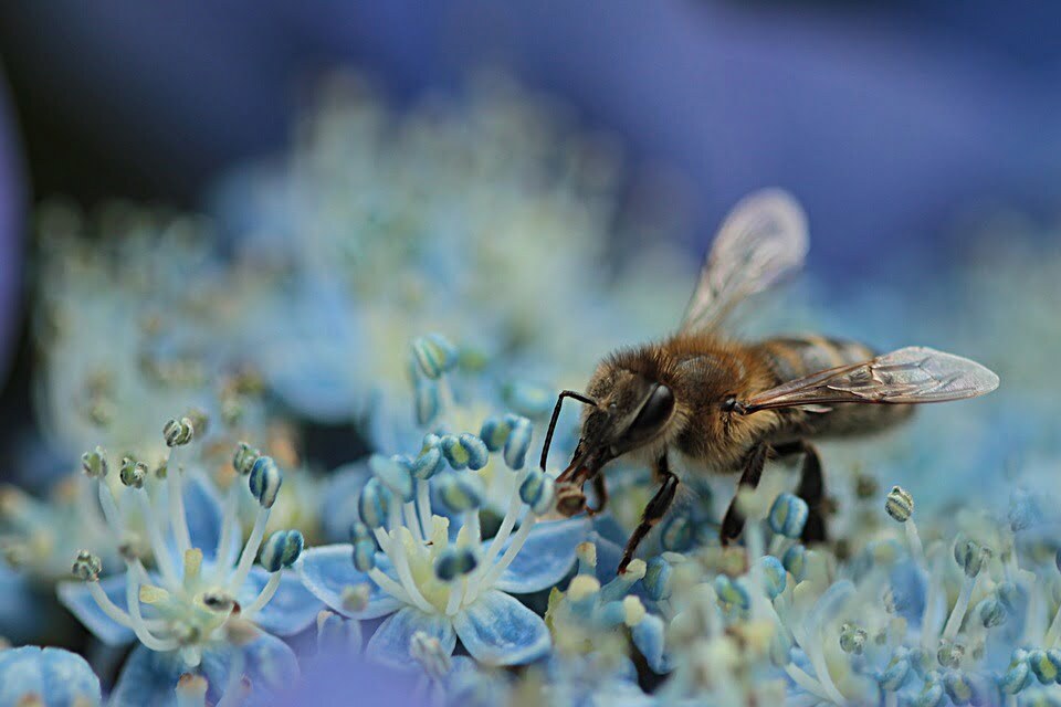 nectar-honingbij